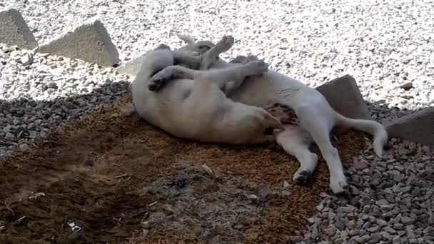 Puppies Playing Each Other Beach — Stock Video