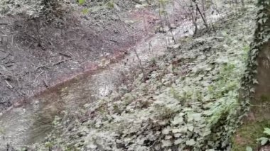 Ormanlık alanda küçük bir dere.