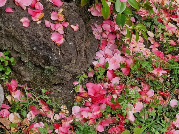 Onder Boom Zijn Licht Roze Roze Bloesems Vallen Van Bloemen — Stockfoto