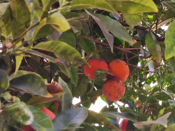 Tree Full Big Tangerines Izmir — Stock Photo, Image