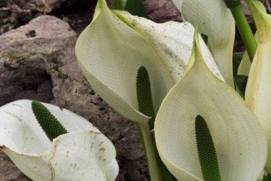 Yeşil yapraklar ve zarf gibi bir ambalaj.