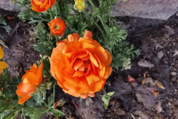 橘红色的玫瑰盛开在花园的床上 — 图库照片