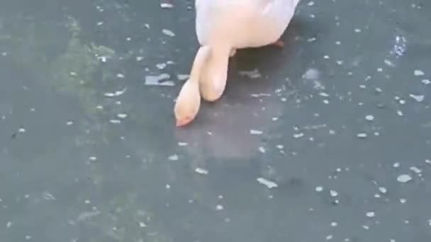 Flamingo Utfodring Grunt Vatten — Stockvideo