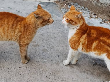 Birbirlerine sarılıp yiyecek arayan iki kedi.