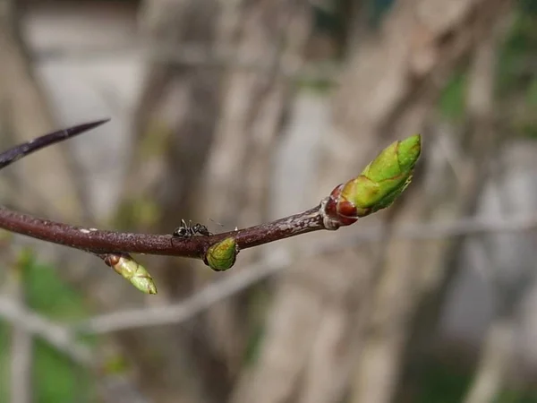 Branch Full Buds Spider Garden — Stock Photo, Image