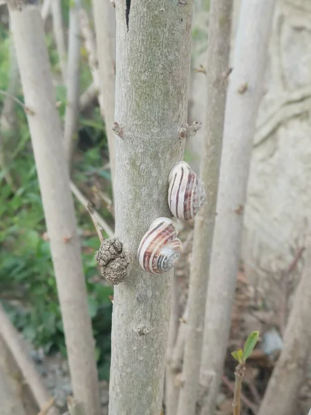 Alberi Mandarino Con Molti Frutti Vedere — Foto Stock