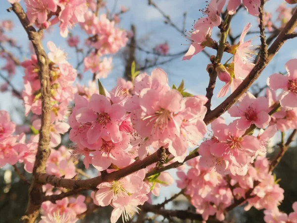 Pembe Yapraklı Bir Kiraz Ağacı — Stok fotoğraf