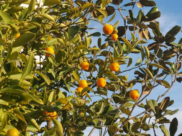 Mandarin Trees Lots Fruit See — Stock Photo, Image