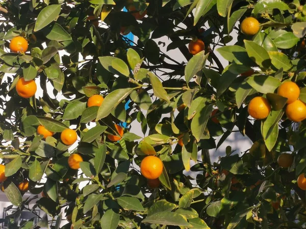 Alberi Mandarino Con Molti Frutti Vedere — Foto Stock