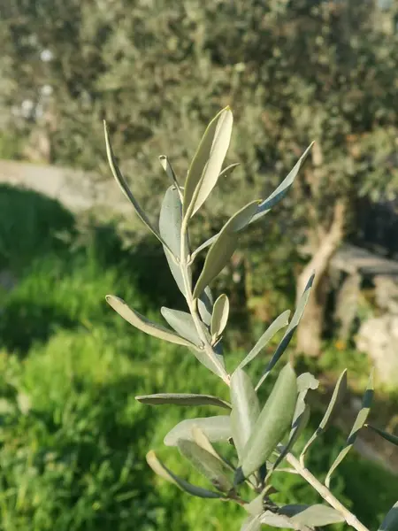 Ein Olivenbaum Mit Vielen Blättern — Stockfoto