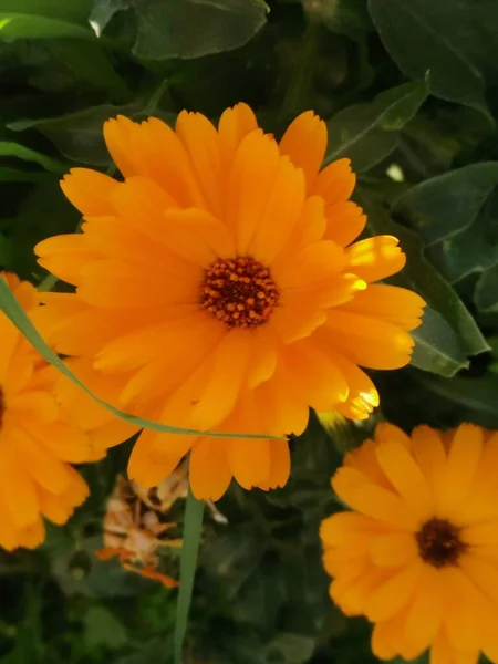 Oranje Zonnebloemen Midden Het Bos — Stockfoto