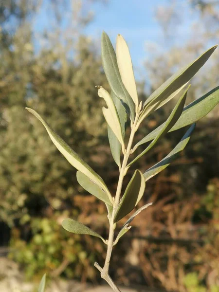Olive Tree Many Leaves — 스톡 사진