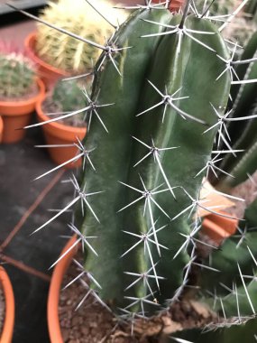 Yeşil tencereli bir kaktüs.