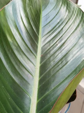 Ağaçtan büyük bir yaprak, beyaz çizgili ve su damlalı.