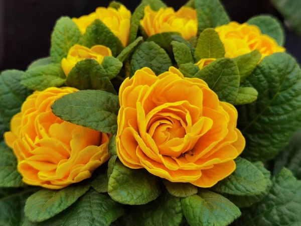 Mixed Roses Yellow Orange Colors — ストック写真