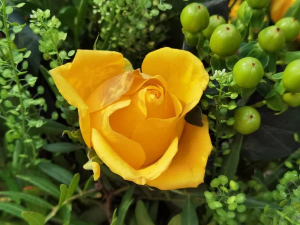 Žlutá Růže Mnoha Pupeny — Stock fotografie
