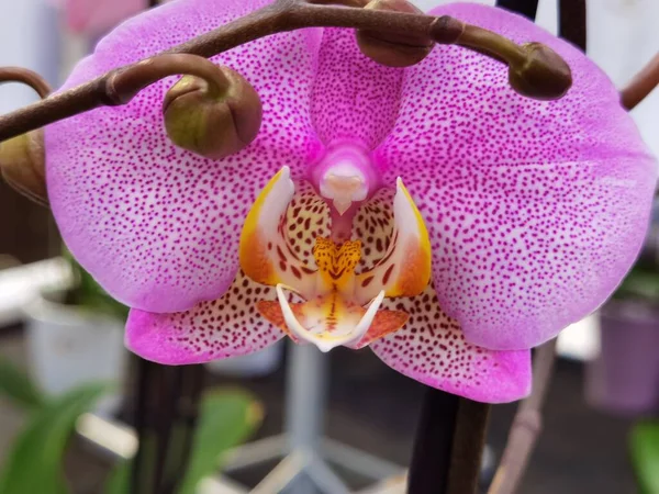 Pink Orchid Phalaenopsis Pot — Fotografia de Stock