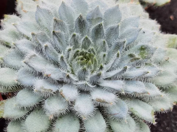 Cactus Flower Many Spikes —  Fotos de Stock