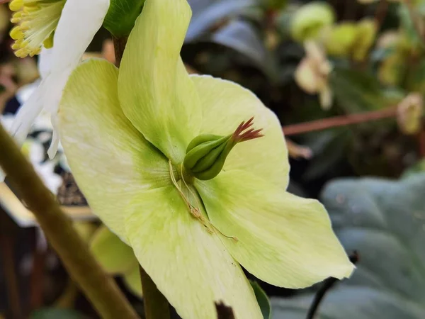 Yellow Orchid Full Bloom Another Bud Middle — Stockfoto