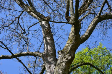 Tree with many branches in spring