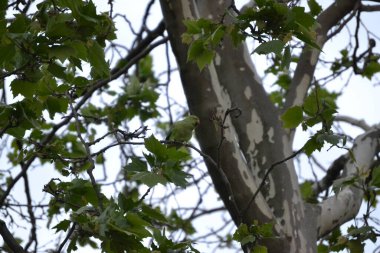 İlkbaharda birçok dalı olan ağaç