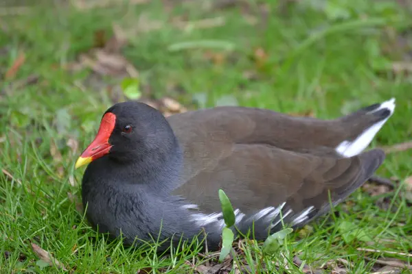 Water Bird Red Beak — Stok fotoğraf