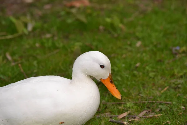 White Swan Orange Beak Green Field — Fotografia de Stock