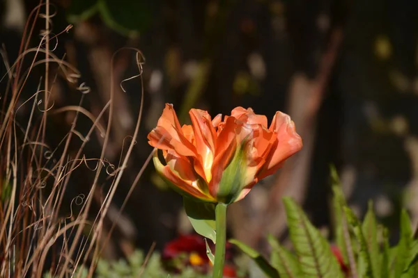 Big Yellow Orange Tulips Bloom — ストック写真