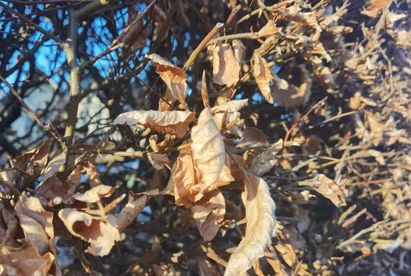 Herbst Fallen Die Blätter Von Den Bäumen — Stockfoto