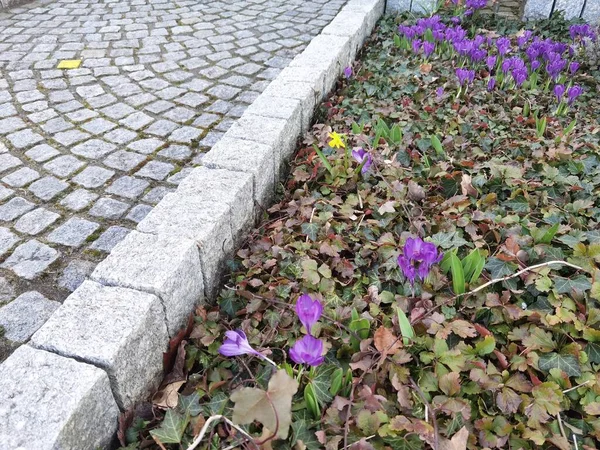 Next Sidewalk Separated Stones Small Lilac Flowers — 스톡 사진
