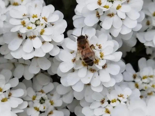 Bee Collecting Nectar White Flower — ストック写真