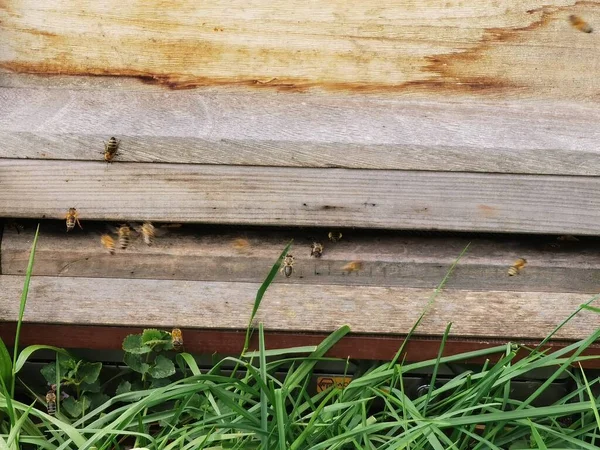 Lots Bees Garden Preparing Wax — 스톡 사진