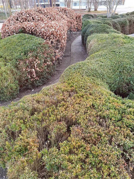 Ornament Shrubs Embankments — 스톡 사진