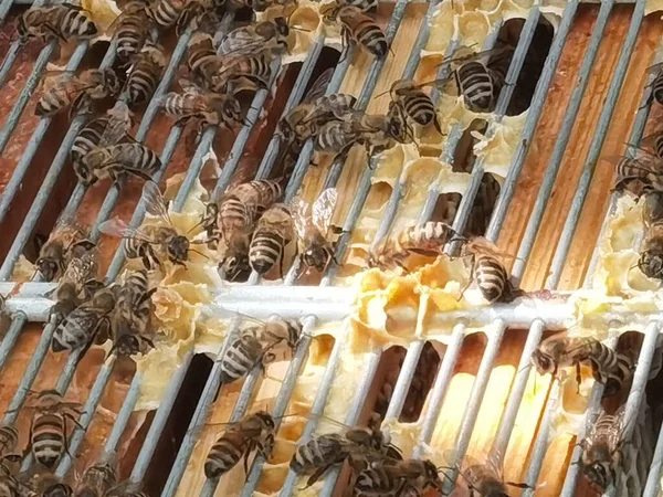 Lots Bees Garden Preparing Wax — Stockfoto