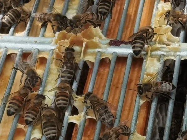 Wiele Pszczół Ogrodzie Przygotowuje Swój Wosk — Zdjęcie stockowe