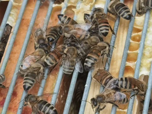 Wiele Pszczół Ogrodzie Przygotowuje Swój Wosk — Zdjęcie stockowe