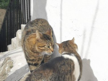 İki kedi bölgelerini savunur, kedilerin ilkbaharındaki davranışları.
