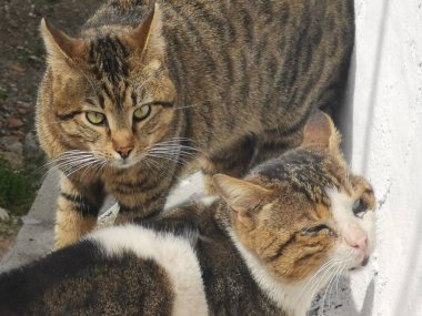 İki kedi bölgelerini savunur, kedilerin ilkbaharındaki davranışları.