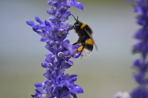 Pszczoła Szukająca Nektaru Liliowym — Zdjęcie stockowe