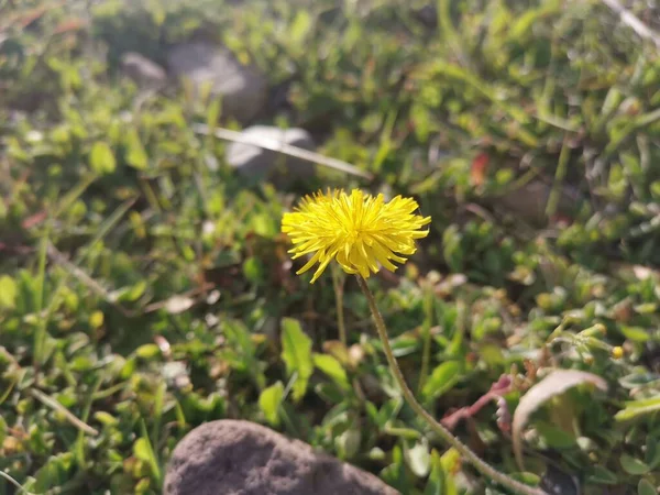 Dandelion Flowers Yellow Green Background — Stock Photo, Image