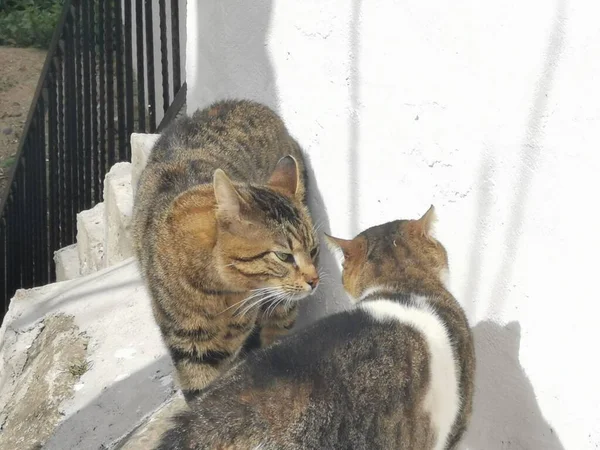 Two Cats Defend Territory Behavior Spring Cats — Stock Photo, Image