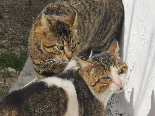 İki kedi bölgelerini savunur, kedilerin ilkbaharındaki davranışları.