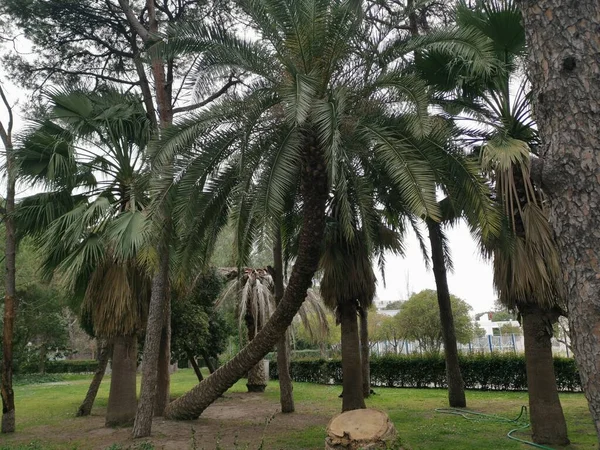 Palmbomen Een Park Een Van Hen Mooi Geneigd — Stockfoto