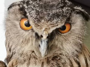 Tüm ihtişamıyla bir baykuş