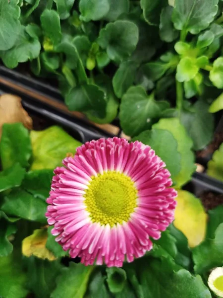 Růžový Květ Žlutým Středem — Stock fotografie