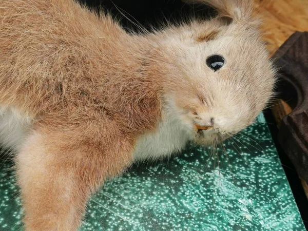 Esquilo Com Pele Branca Marrom — Fotografia de Stock