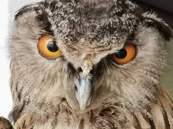 Owl Its Full Glory — Stock Photo, Image