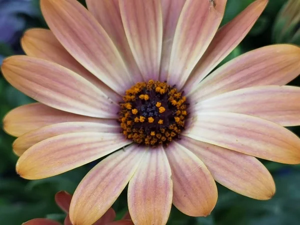 葉と緑色の茶色の中心を持つピンクの花 — ストック写真