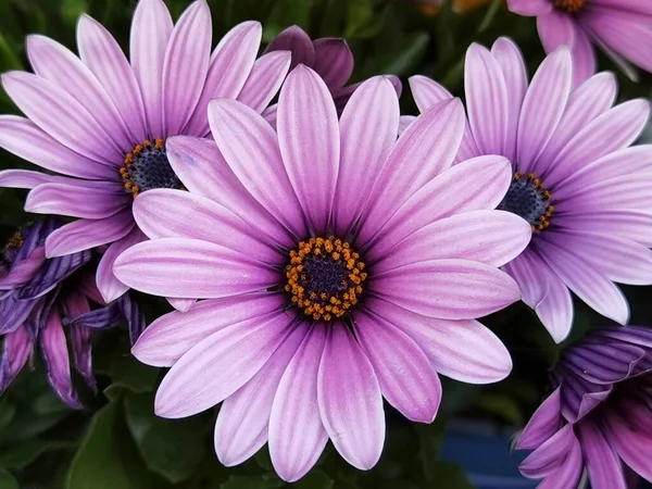 花は薄紫色で中央が細長い長楕円形で先端が丸みを帯びています — ストック写真