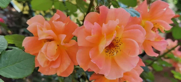 Bardzo Ładne Pomarańczowe Róże Które Rozkwitły — Zdjęcie stockowe